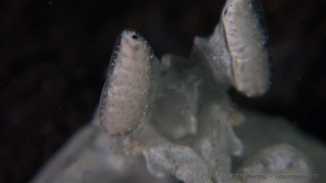 White Spearing Mantis (Lysiosquillidae)