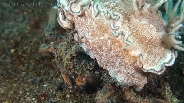 Carry Crab with Nudibranch (Ethusa sp & Glossodoris hikuerensis)