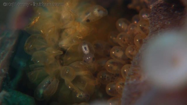 Coconut Octopus giving birth (Amphioctopus marginatus)