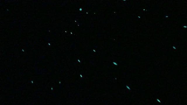 Flashlight Fish (Photoblepharon palpebratum)
