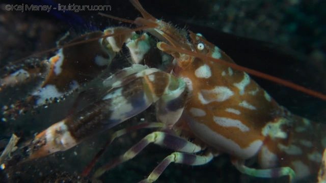 Shrimp and Shrimp Goby (Amblyeleotris sp & Alpheus sp)