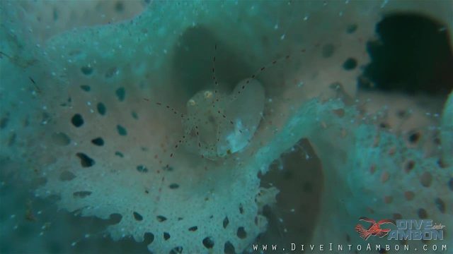 Bryozoan Snapping Shrimp