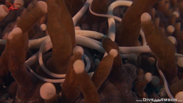 Lots of Mushroom Coral Pipefish (Siokunichthys nigrolineatus)