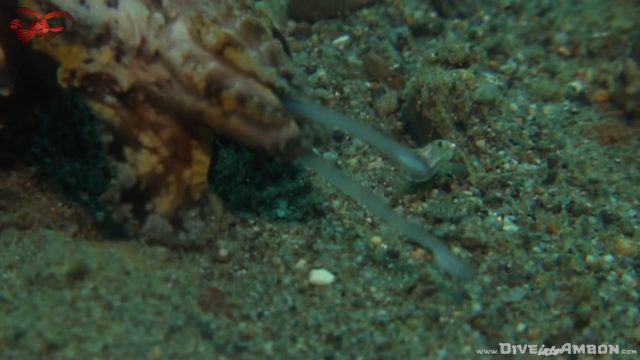 Flamboyant Cuttlefish - Amazing Feeding (Metasepia pfefferi)