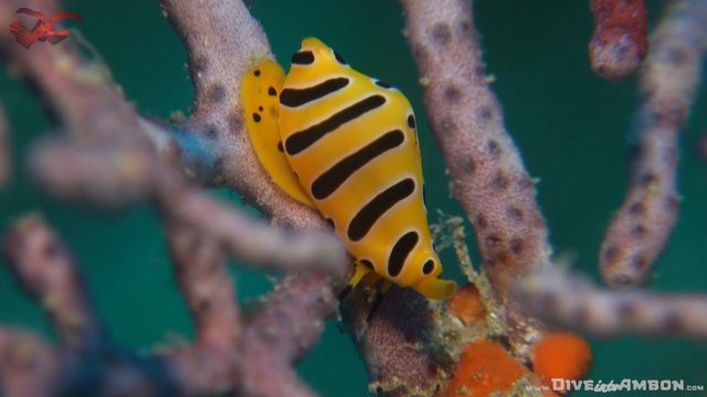 Tiger Egg Cowrie (Cuspivolva tigris)