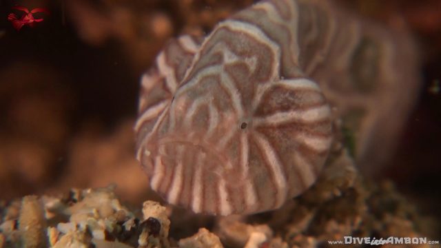 The Psychedelic Frogfish (Histiophryne psychedelica)