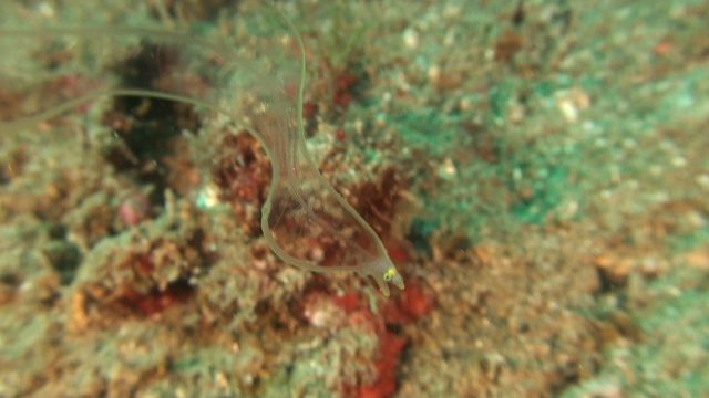 Transparent Larval-Stage Moray Eel