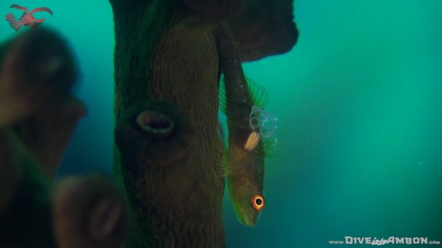 Parasitic Copepod (Copepoda)