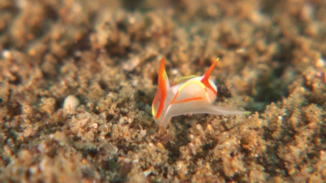Unusual Batwing Slug (Siphopteron cf. quadrispinosum)