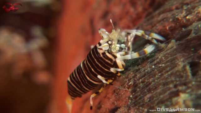 Swarming Bumblebee Shrimp (Gnathophyllum americanum)