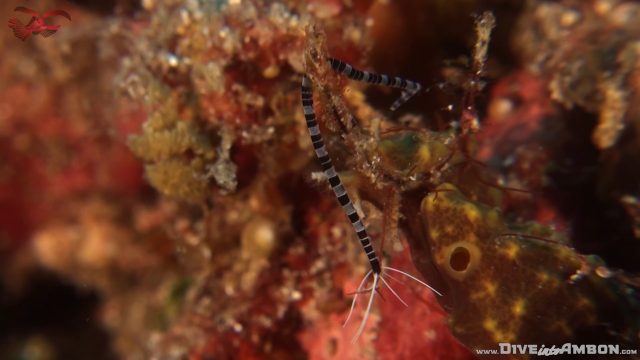 Syllid Worm