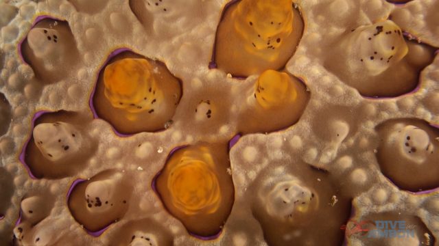 Pleurobranchus mamillatus