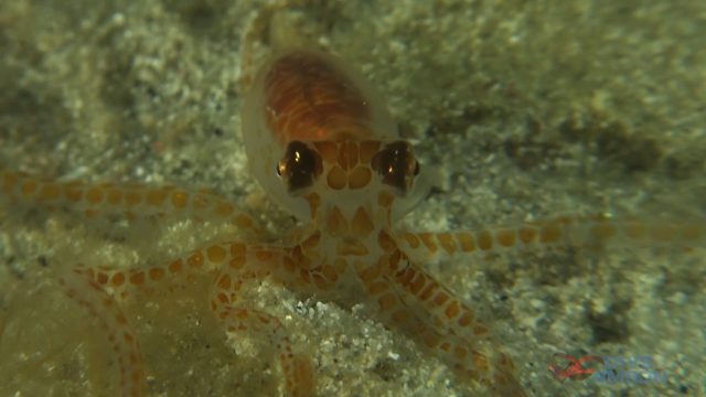 Macrotritopus Sp. - Planktonic paralarvae