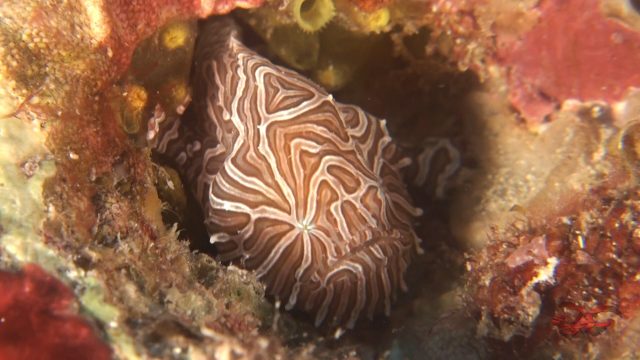 Psychedelic Frogfish (Histiophryne psychedelica)