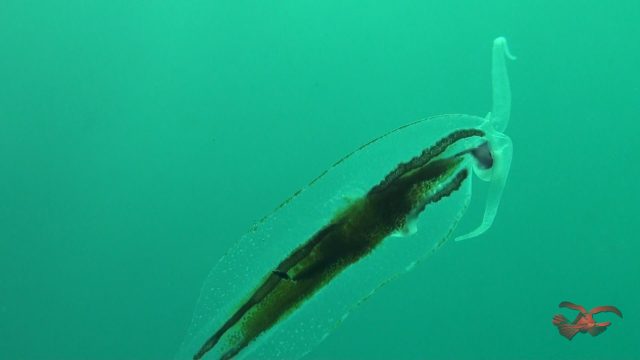 Super Rare Pelagic Nudi (Phylliroe Sp.)