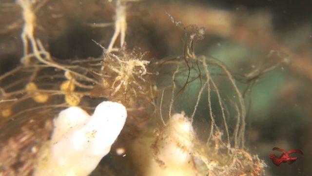 The King of Nudis (Melibe colemani)
